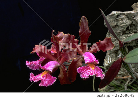 原種洋ランCattleya schillerana "Sanderiana"の写真 原種洋ランCattleya schillerana "Sanderiana"の写真 23269645