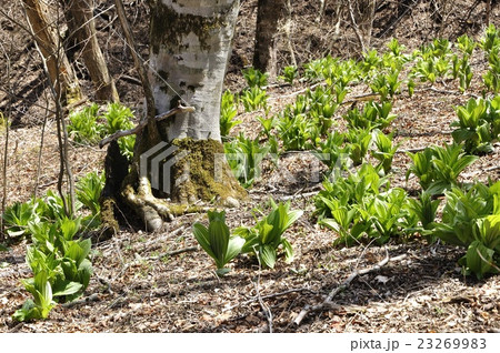 オオバイケイソウの若葉 オオバイケイソウの若葉 23269983