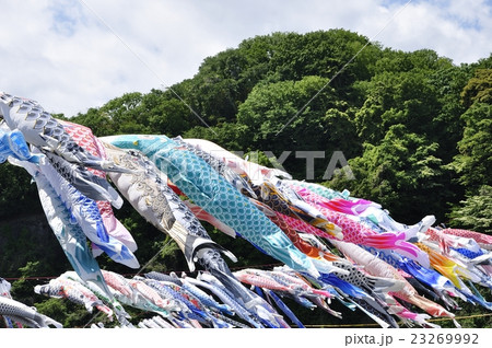 鯉のぼり 23269992