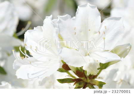 リュウキュウツツジ 23270001