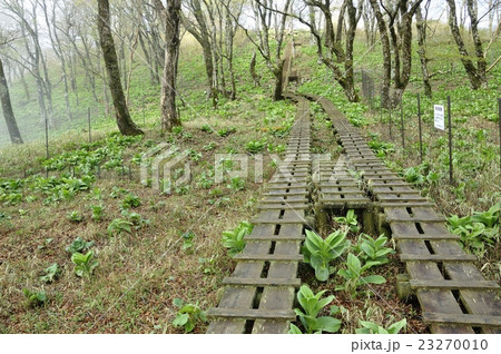 春の天王寺尾根 23270010