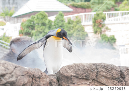ペンギン 23270053