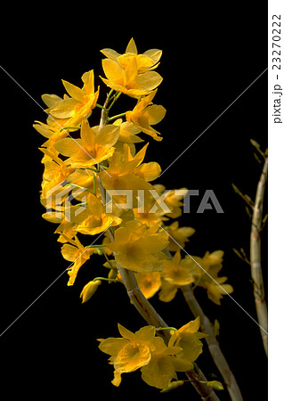 原種洋ラン Dendrobium dixanthumの写真 23270222