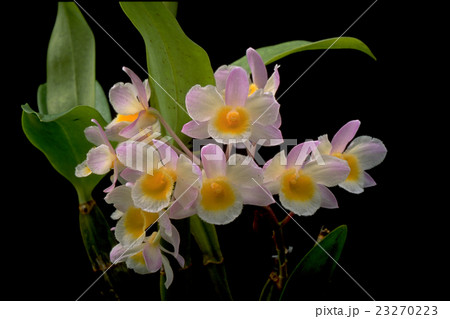 原種洋ランDendrobium farmeriの写真 23270223
