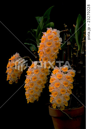 原種洋ランDendrobium thyrsiflorumの写真 23270228