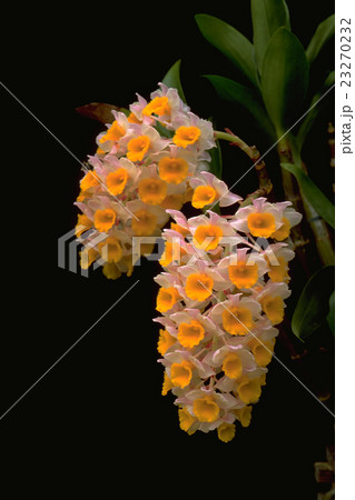 原種洋ランDendrobium thyrsiflorumの写真 23270232