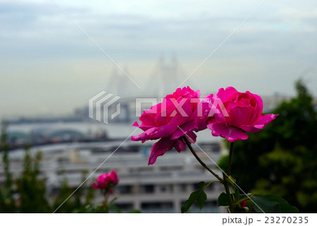 ベイブリッジをバックに咲く赤いバラ 23270235