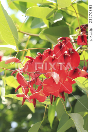アメリカデイゴの花 23270395