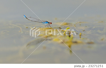 Blue red-eyed dragonfly sitting on a green leaf 23271251