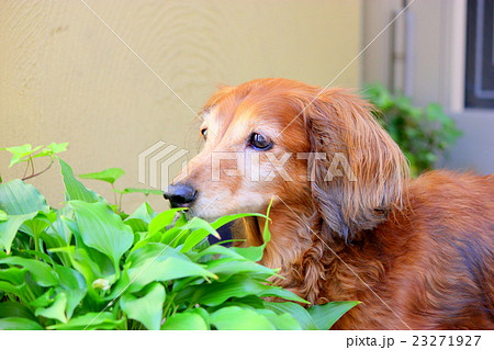 老犬17歳の写真素材