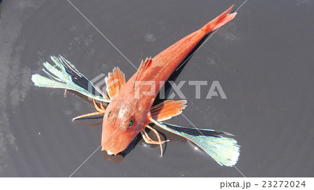 トゲカナガシラ 2 トゲカナガシラ 2 23272024