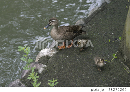 用水の端を歩くカルガモの一家 用水の端を歩くカルガモの一家 23272262