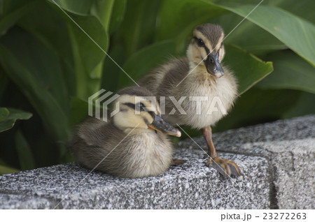 橋の欄干に沿う花壇に身を潜めるカルガモの子供 23272263