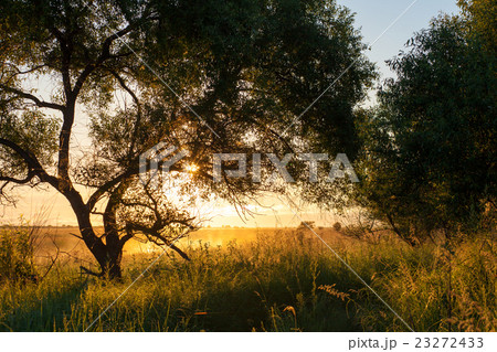 Beautiful sunny summer morning landscape 23272433