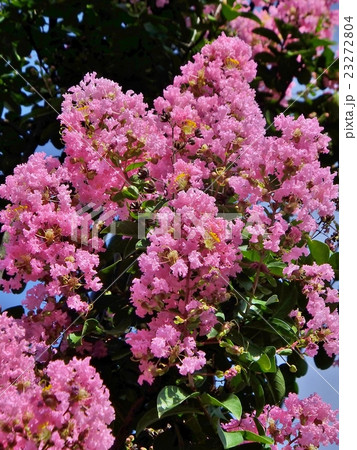 満開のサルスベリ・百日紅の花　ピンク 23272804
