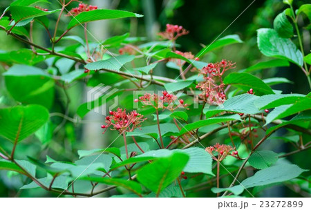 オオカメノキ 23272899