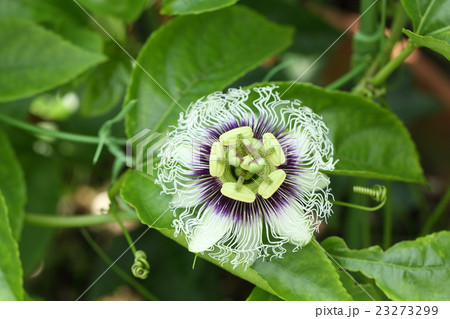 パッションフルーツの花 23273299