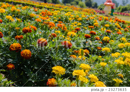 Red and zinnia flower in the garden. Red and zinnia flower in the garden. 23273635