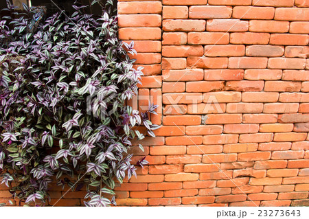 Orange brick wall and window with the bush Orange brick wall and window with the bush 23273643