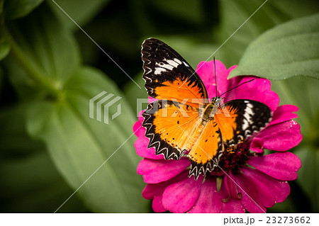 Monarch Butterfly feeding syrup on zinnia flower Monarch Butterfly feeding syrup on zinnia flower 23273662