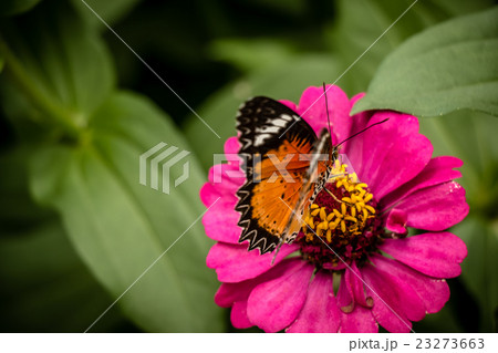 Monarch Butterfly feeding syrup on zinnia flower Monarch Butterfly feeding syrup on zinnia flower 23273663