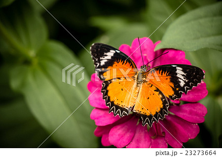 Monarch Butterfly feeding syrup on zinnia flower Monarch Butterfly feeding syrup on zinnia flower 23273664