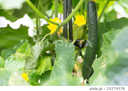 キュウリ(家庭菜園) キュウリ(家庭菜園) 23274576
