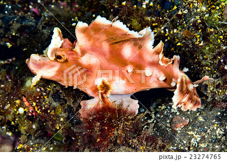 frogfish frogfish 23274765