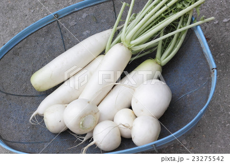 大根とかぶ 23275542