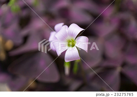 オキザリス オキザリス 23275765