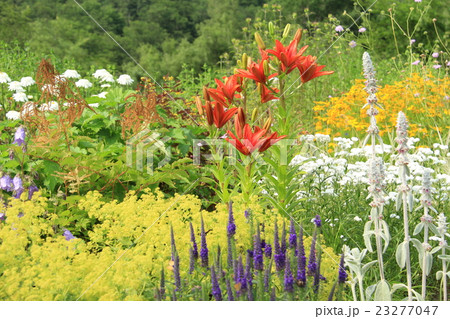 初夏の花壇に咲く花たちの写真素材