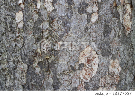 大木のケヤキの樹皮の背景素材、テクスチャー 23277057