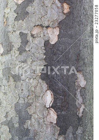 大木の樹皮の背景素材、テクスチャー,けや木 23277058