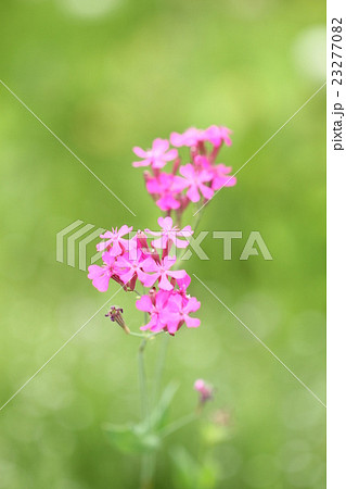 初夏の野に咲くピンクの小花の写真素材