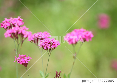 初夏の野に咲くピンクの小花の写真素材