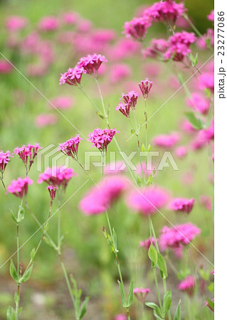 初夏の野に咲くピンクの小花の写真素材