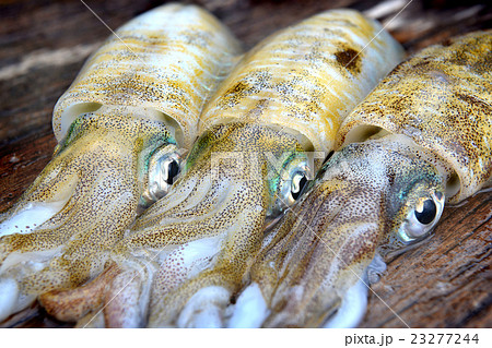 3 Fresh and life soft cuttle fish 23277244