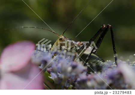 トノサマバッタ 23279483