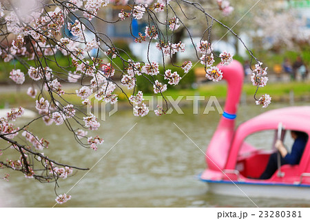 不忍池の満開の染井吉野 23280381