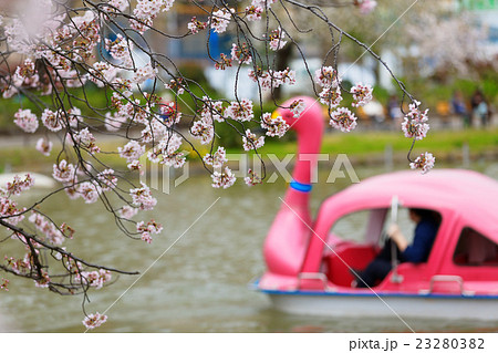 不忍池の満開の染井吉野 23280382