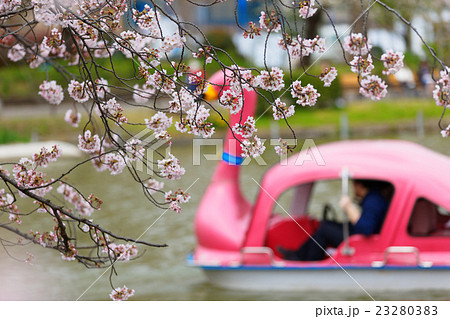 不忍池の満開の染井吉野 23280383