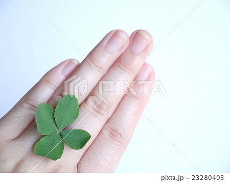 クローバー 23280403