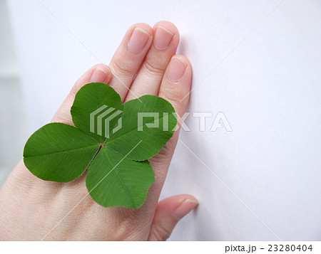 クローバー 23280404