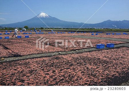 駿河湾桜えび春漁干し桜えびつくりと富士山 駿河湾桜えび春漁干し桜えびつくりと富士山 23280603