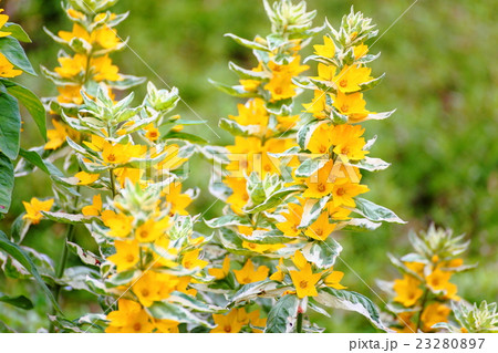 リシマキア 23280897