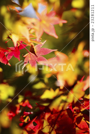 逆光で透ける紅葉 23281211