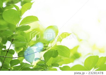 新緑と光 新緑と光 23281478