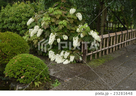 青梅市 金剛寺の6月 青梅市 金剛寺の6月 23281648