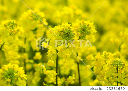 菜の花 菜の花 23281670