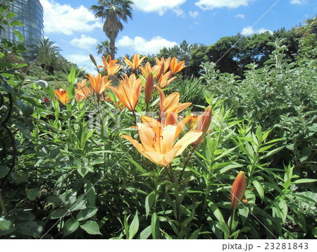 透かし百合の仲間のオレンジ色の花 透かし百合の仲間のオレンジ色の花 23281843